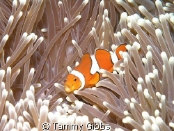 I snapped this clownfish just as he was yawning.  Taken a... by Tammy Gibbs 